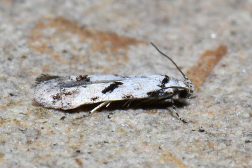 Réf. 253 784 : Stenolechiodes pseudogemmellus